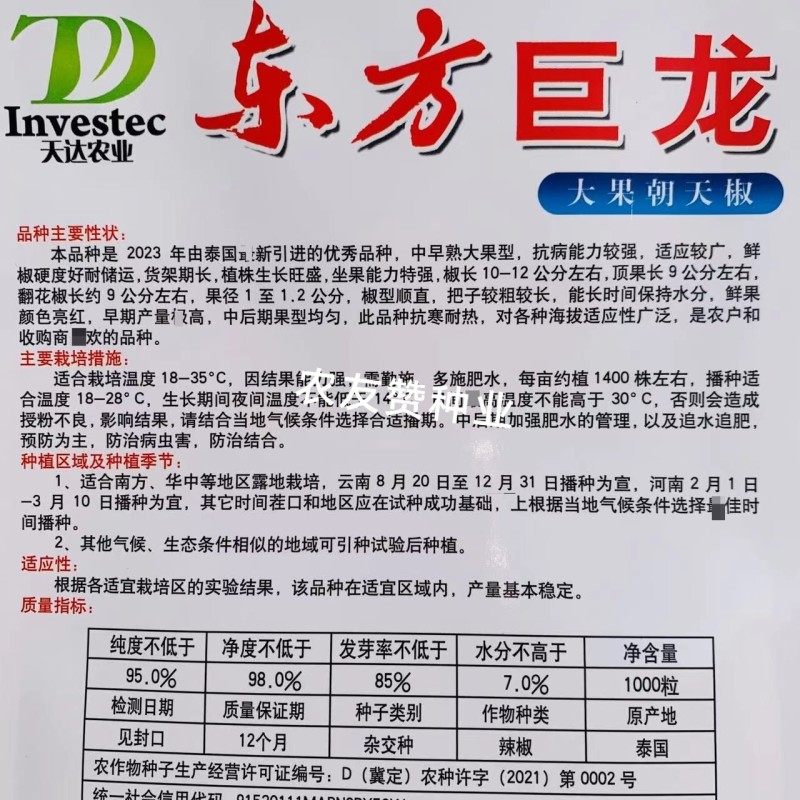 天达东方巨龙辣椒种子大果型朝天椒种子青红两用朝天椒籽抗寒