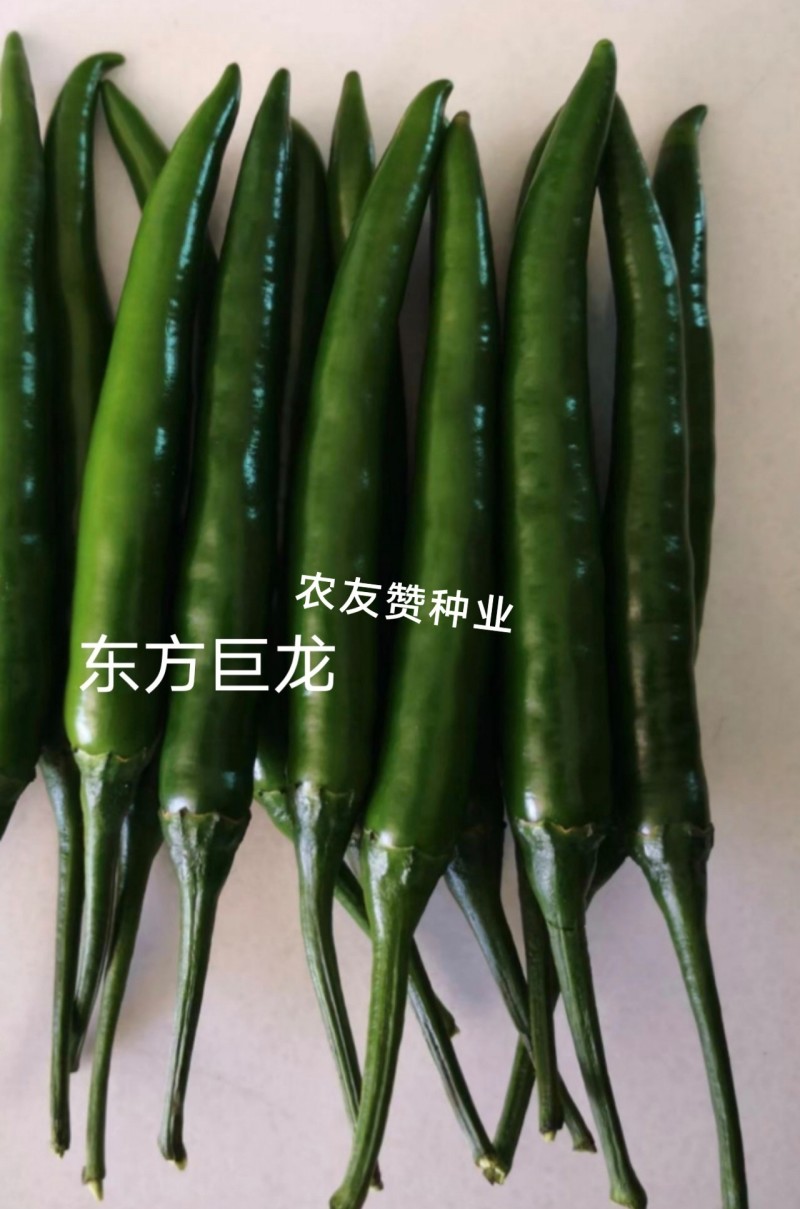 天达东方巨龙辣椒种子大果型朝天椒种子青红两用朝天椒籽抗寒