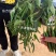 天达东方巨龙辣椒种子大果型朝天椒种子青红两用朝天椒籽抗寒