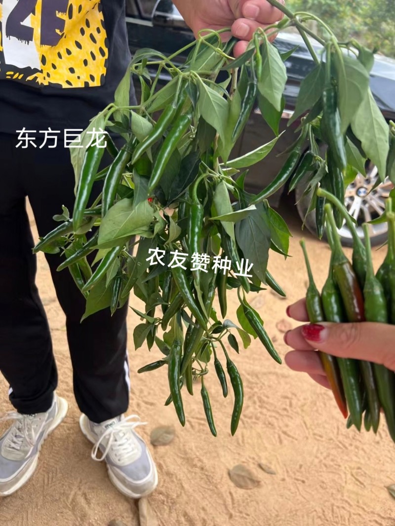 天达东方巨龙辣椒种子大果型朝天椒种子青红两用朝天椒籽抗寒