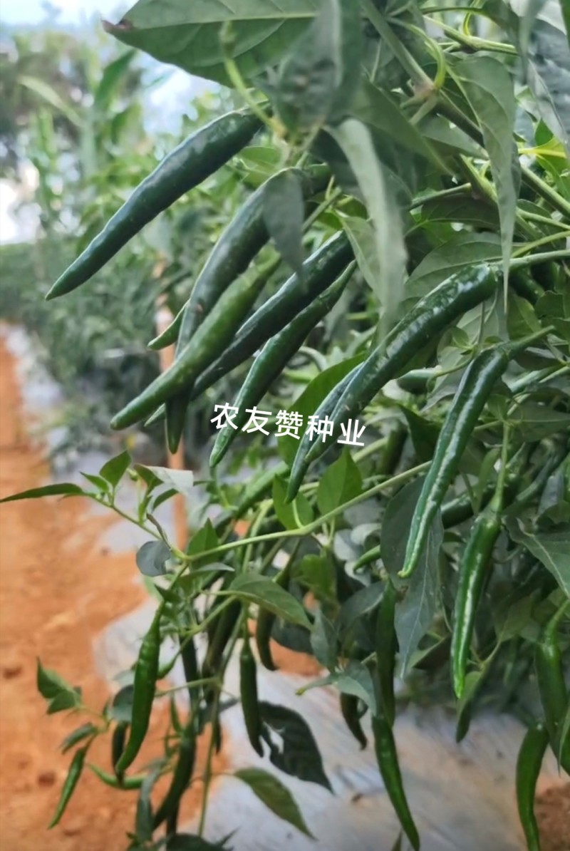 天达东方巨龙辣椒种子大果型朝天椒种子青红两用朝天椒籽抗寒