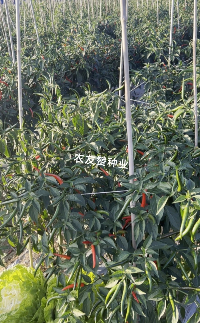 天达东方巨龙辣椒种子大果型朝天椒种子青红两用朝天椒籽抗寒
