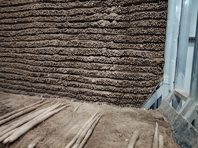 工人正在田间采收双棒山药,两人协作挖出完整的双棒块茎,旁边摆放着已清洗干净的山药,按长短粗细分级排列在竹筐中,背景有冷链运输车辆待装货 双棒山药采收与分级处理现场