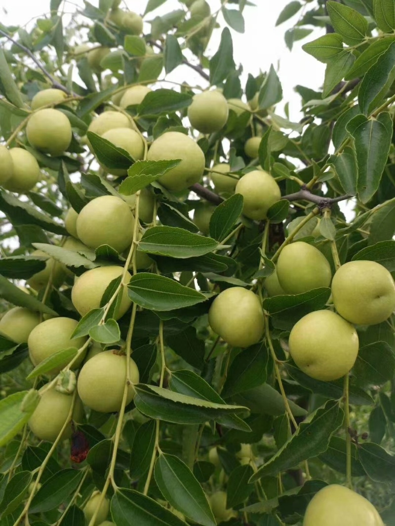 【实力代办】早脆王/婆枣鲜枣供应沾化产区直发量大价优