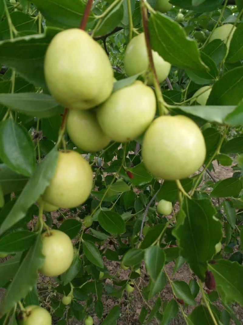 【实力代办】早脆王/婆枣鲜枣供应沾化产区直发量大价优