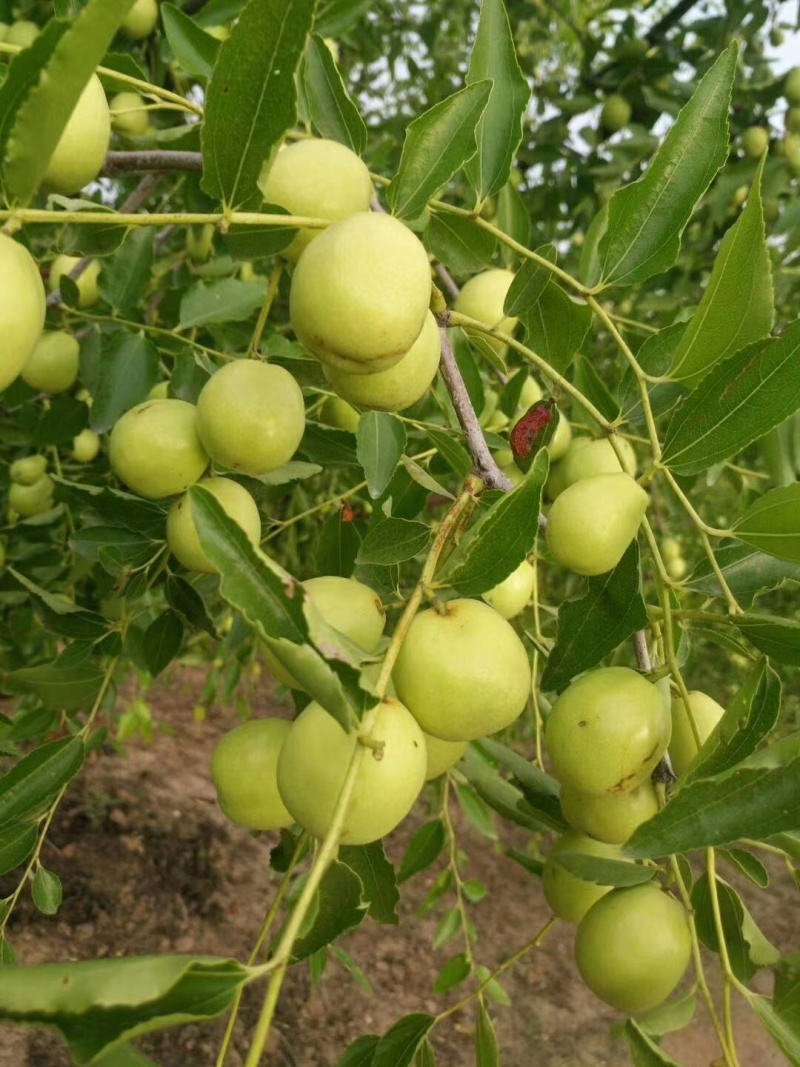 【实力代办】早脆王/婆枣鲜枣供应沾化产区直发量大价优