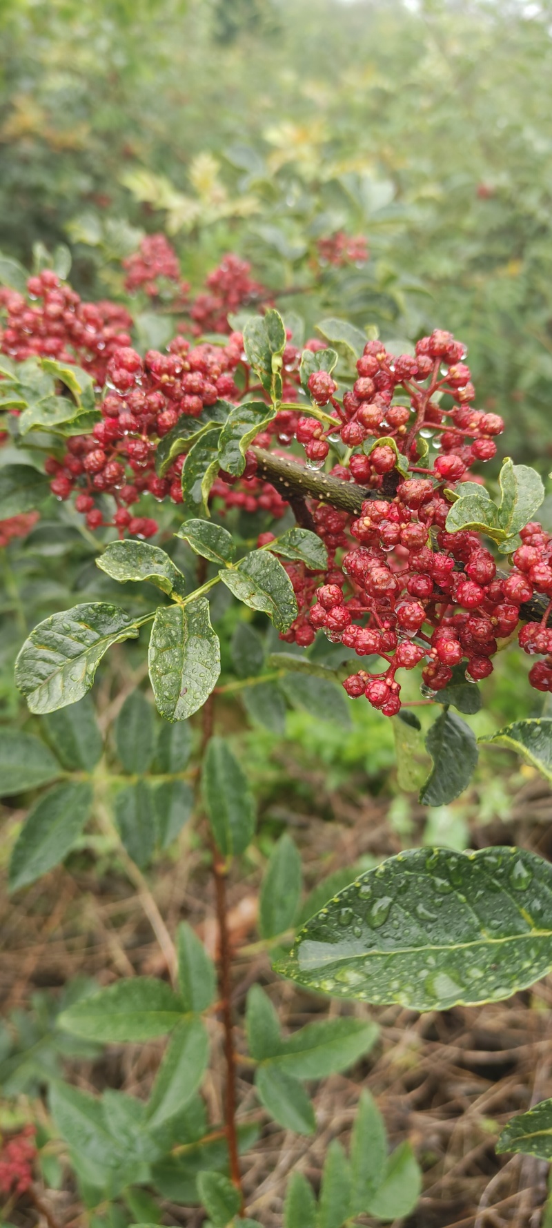 汉源鲜花椒，干花椒供应