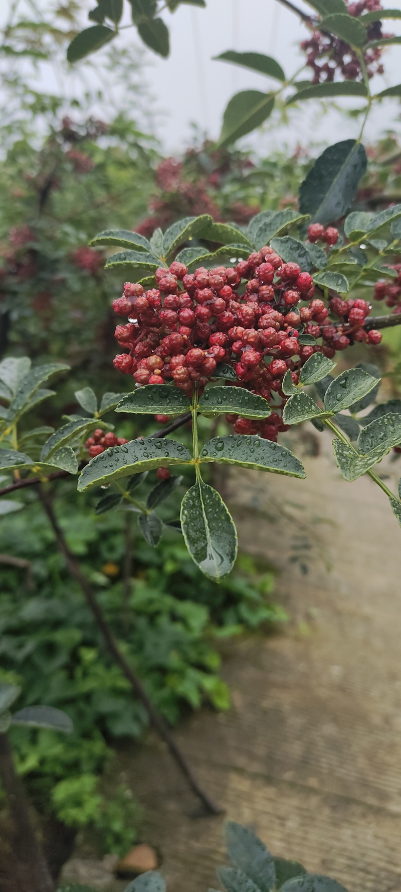 汉源鲜花椒，干花椒供应