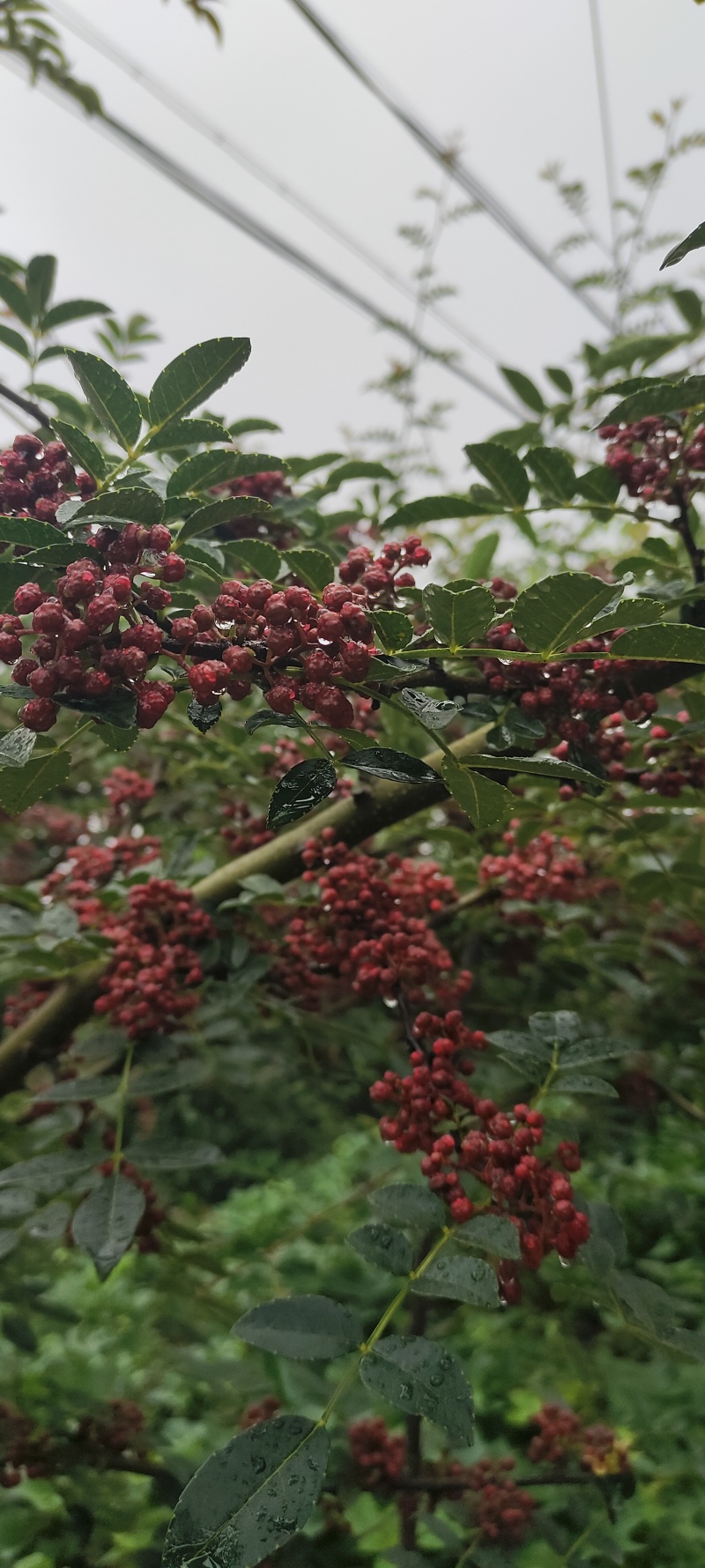 汉源鲜花椒，干花椒供应