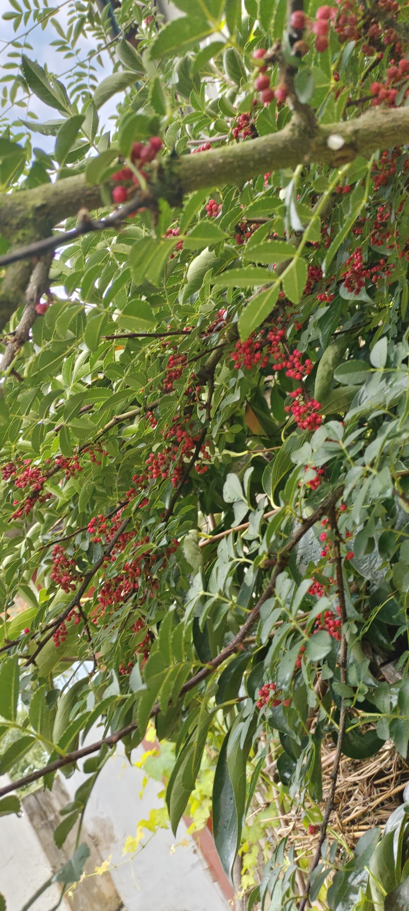 汉源鲜花椒，干花椒供应