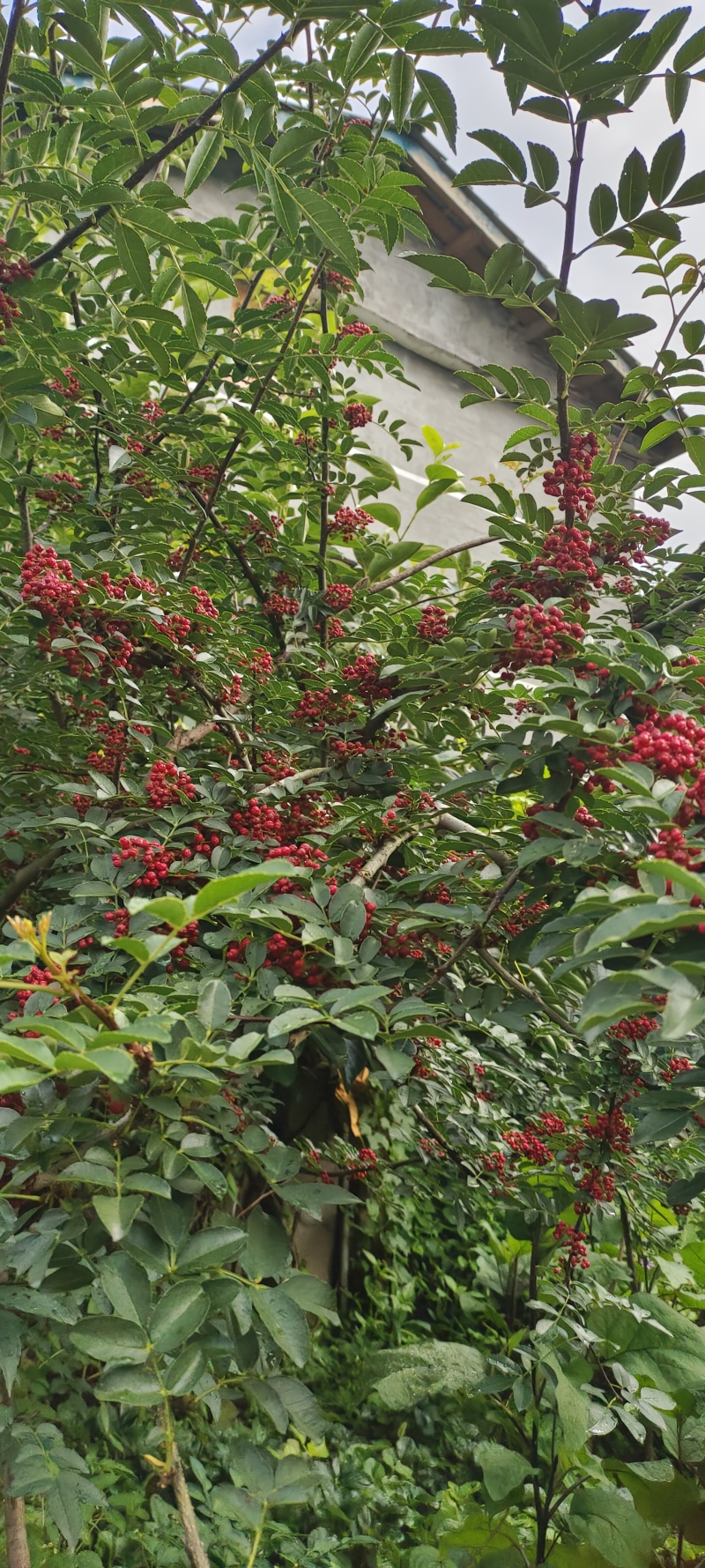 汉源鲜花椒，干花椒供应