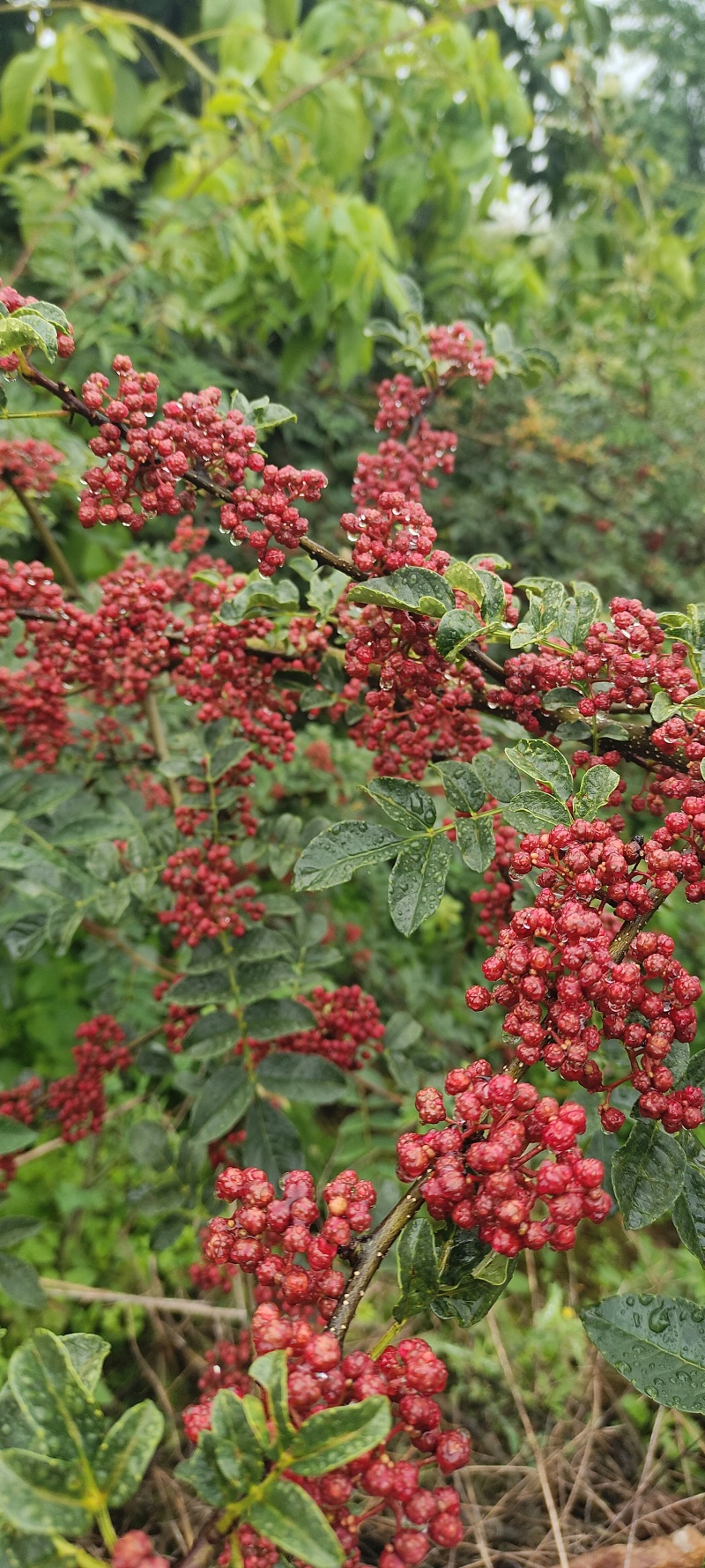 汉源鲜花椒，干花椒供应