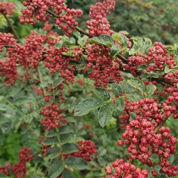 汉源鲜花椒，干花椒供应