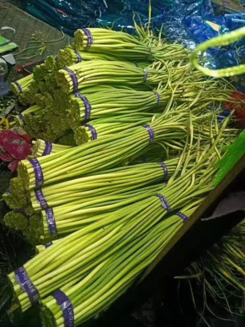 河北邯郸魏县蒜苔大量供应蒜薹上市一手货源诚信经营