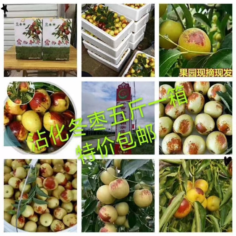 【电商直供】二代冬枣短枝冬枣皮薄肉厚脆甜多汁支持代发