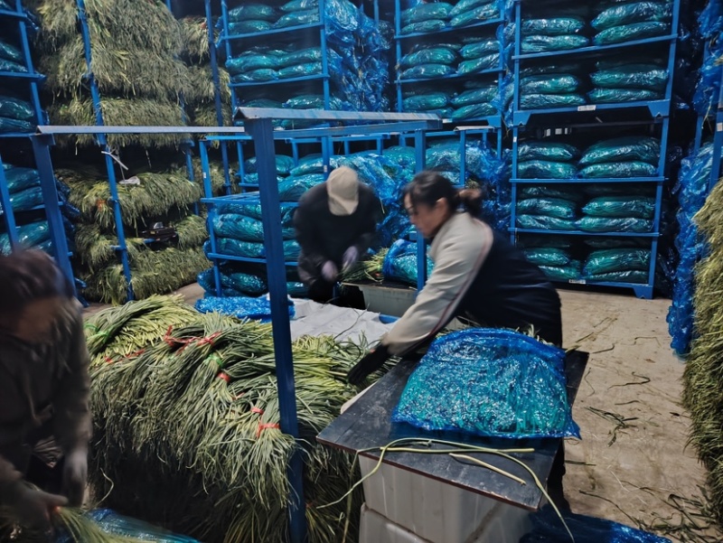 河北邯郸魏县蒜苔大量供应蒜薹上市一手货源诚信经营
