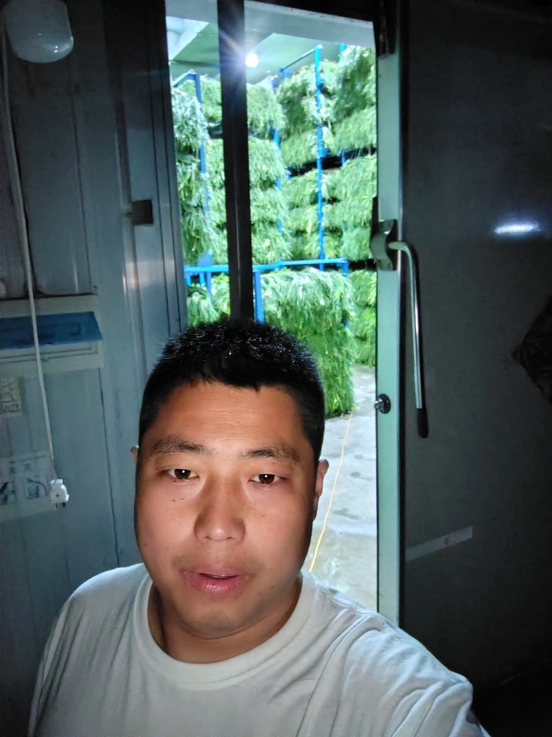 河北邯郸魏县蒜苔大量供应蒜薹上市一手货源诚信经营