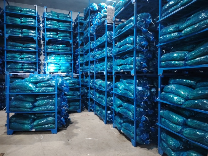河北邯郸魏县蒜苔大量供应蒜薹上市一手货源诚信经营