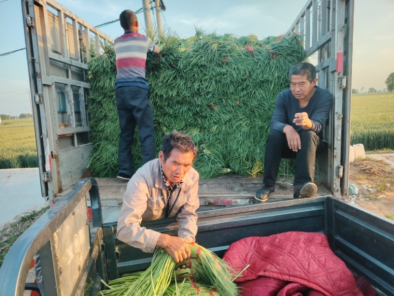 河北邯郸魏县蒜苔大量供应蒜薹上市一手货源诚信经营