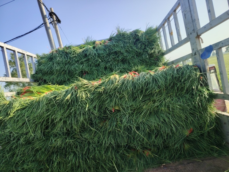 河北邯郸魏县蒜苔大量供应蒜薹上市一手货源诚信经营