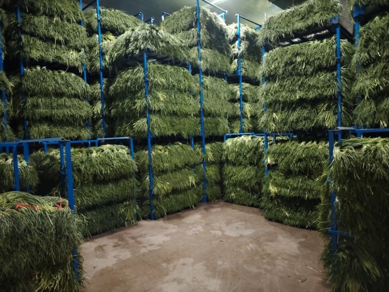 河北邯郸魏县蒜苔大量供应蒜薹上市一手货源诚信经营