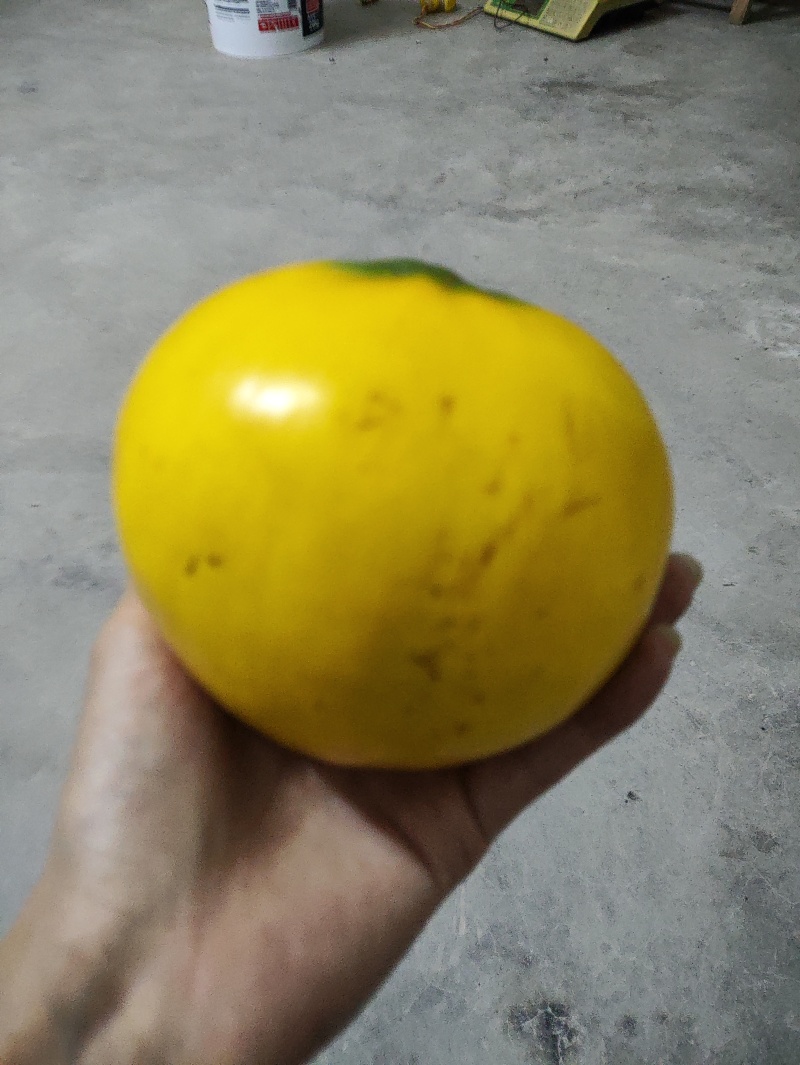 黄晶果