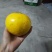 黄晶果