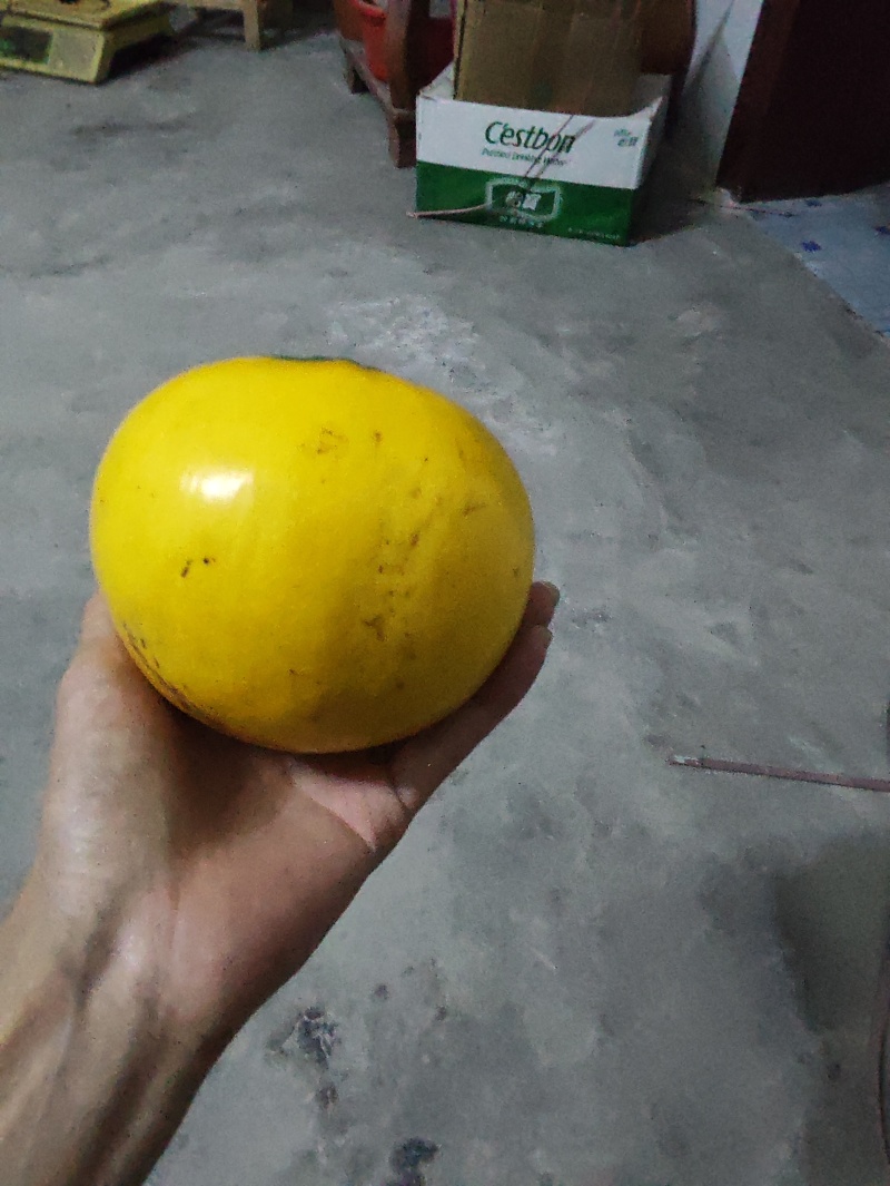 黄晶果