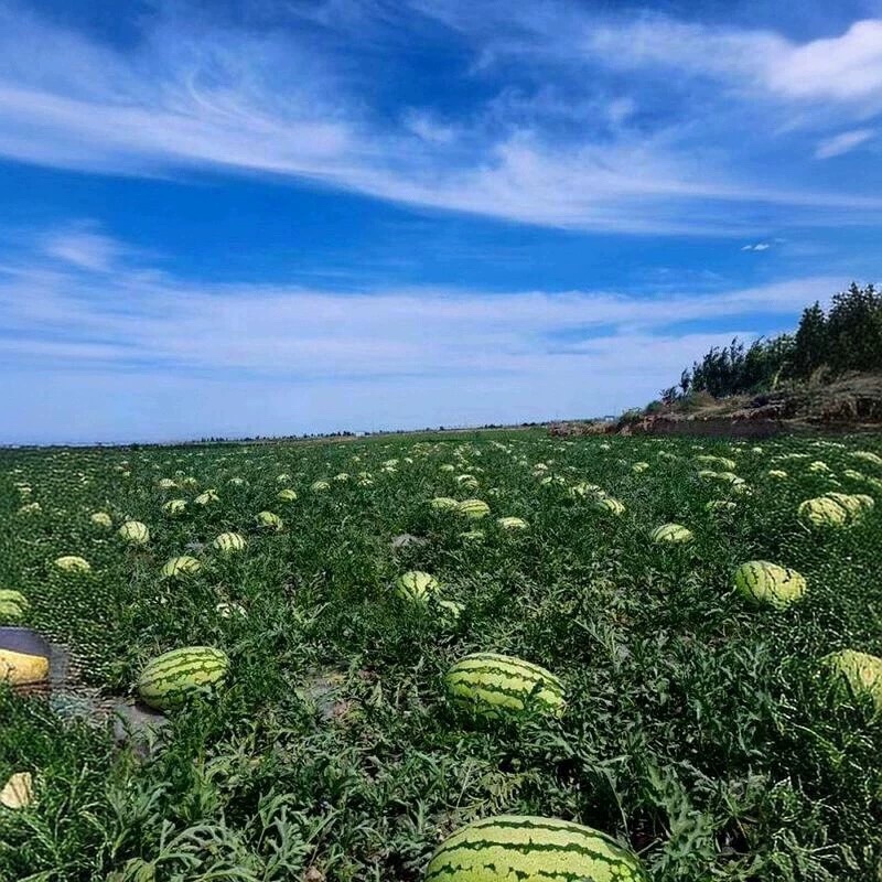 热卖【牛商推荐】宁夏硒砂瓜，石头缝里蹦出来石头瓜大量上市