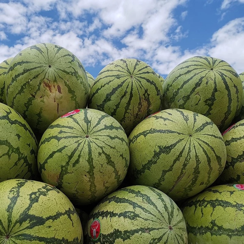 热卖【牛商推荐】宁夏硒砂瓜，石头缝里蹦出来石头瓜大量上市