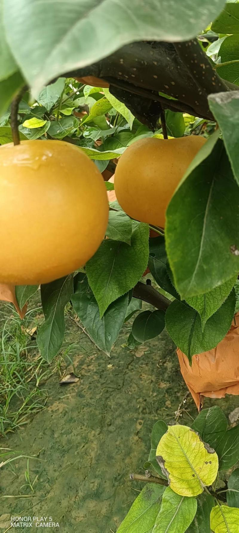 精品秋月梨种植基地！欢迎各大批发商，电商，社区，前来采购