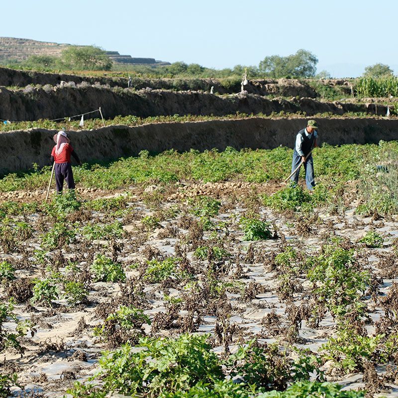 精品荷兰15土豆，山东枣庄基地种植，一手货源，货靓价格便