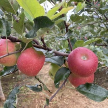 四川盐源噶啦🍎、华硕大量订货中