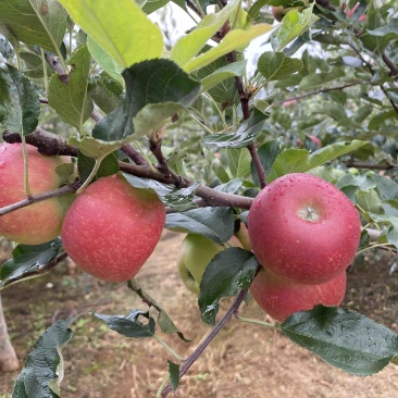 四川盐源噶啦🍎、华硕大量订货中