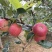 四川盐源噶啦🍎、华硕大量订货中