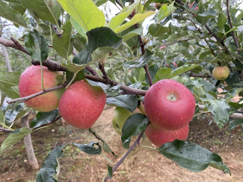 四川盐源噶啦🍎、华硕大量订货中