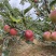 四川盐源噶啦🍎、华硕大量订货中