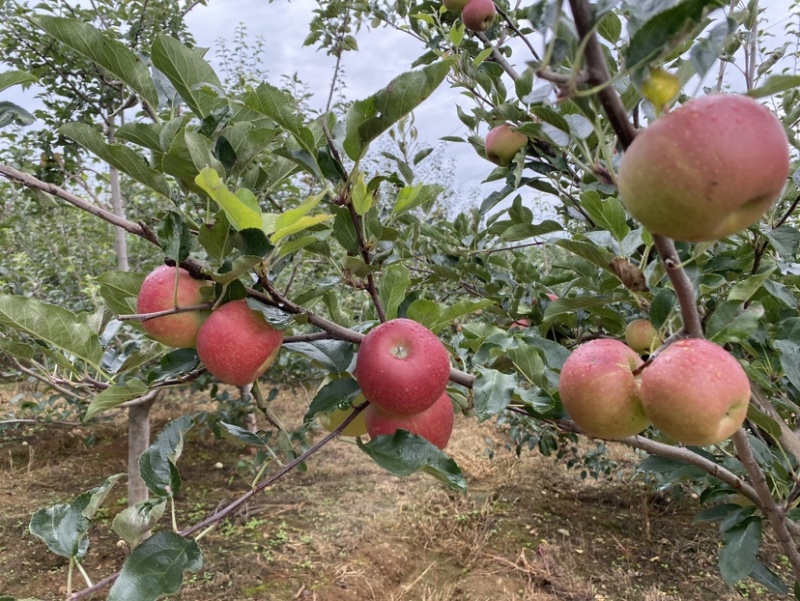 四川盐源噶啦🍎、华硕大量订货中