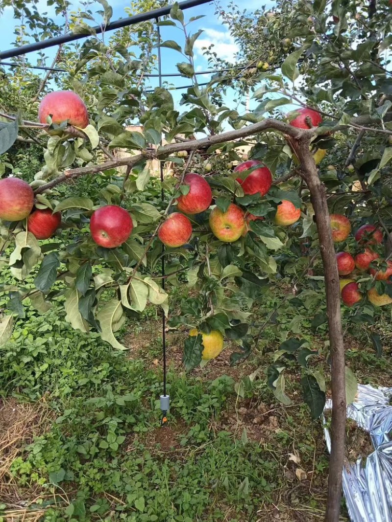 四川盐源噶啦🍎、华硕大量订货中