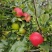 四川盐源噶啦🍎、华硕大量订货中