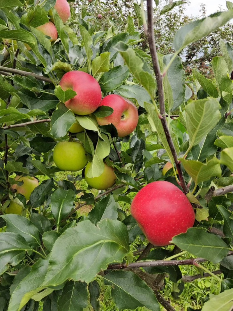 四川盐源噶啦🍎、华硕大量订货中