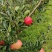 四川盐源噶啦🍎、华硕大量订货中
