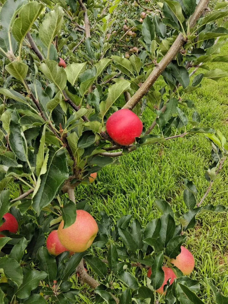 四川盐源噶啦🍎、华硕大量订货中