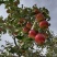 四川盐源噶啦🍎、华硕大量订货中