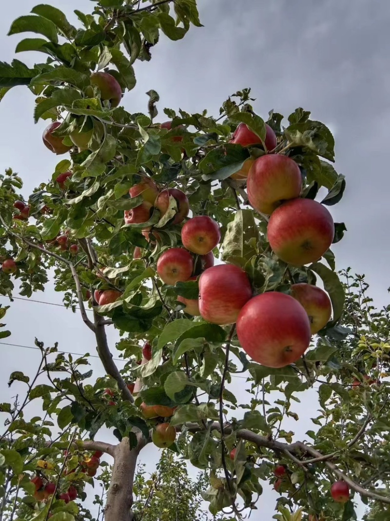 四川盐源噶啦🍎、华硕大量订货中
