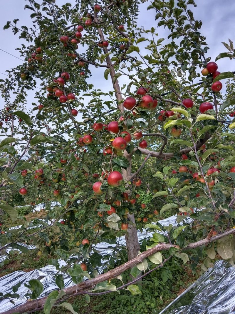 四川盐源噶啦🍎、华硕大量订货中