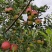 四川盐源噶啦🍎、华硕大量订货中