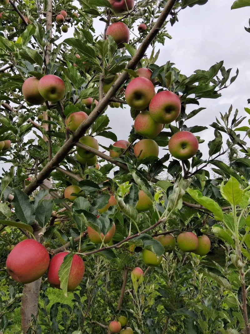 四川盐源噶啦🍎、华硕大量订货中