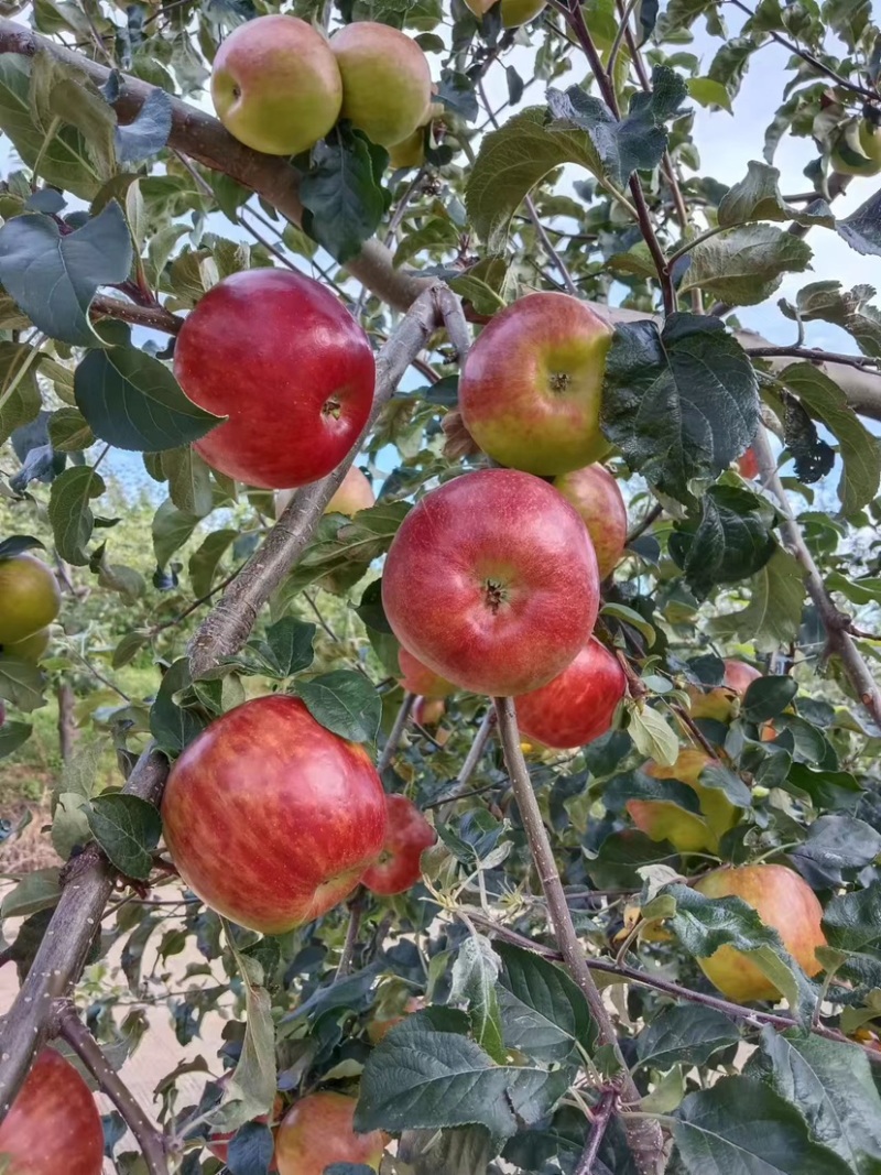 四川盐源噶啦🍎、华硕大量订货中