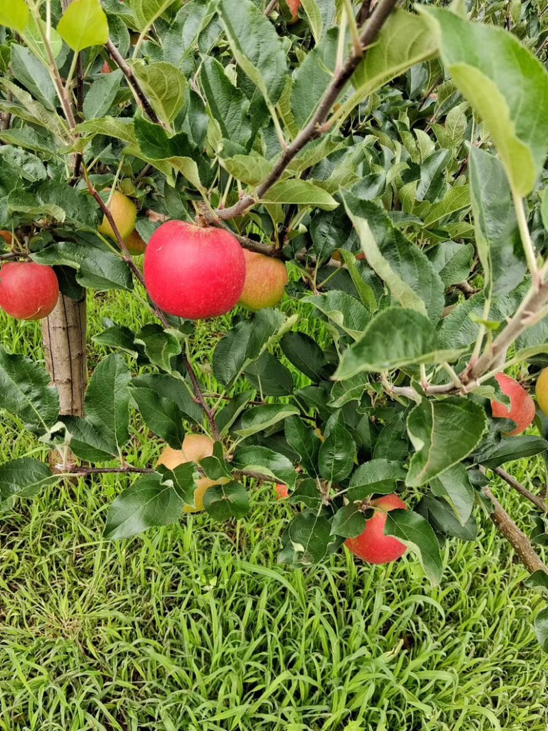 四川盐源噶啦🍎、华硕大量订货中